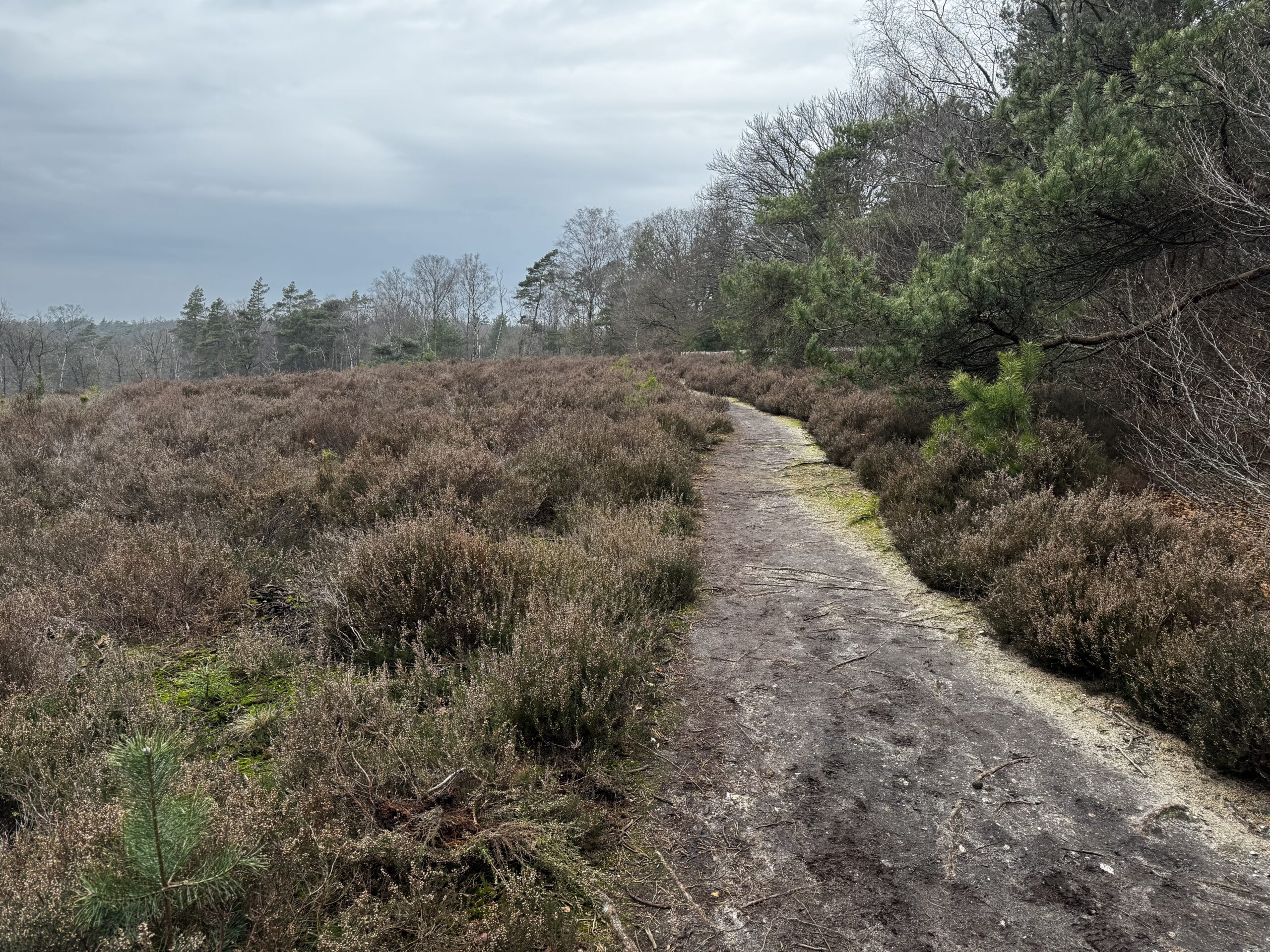 De kracht van wandelen